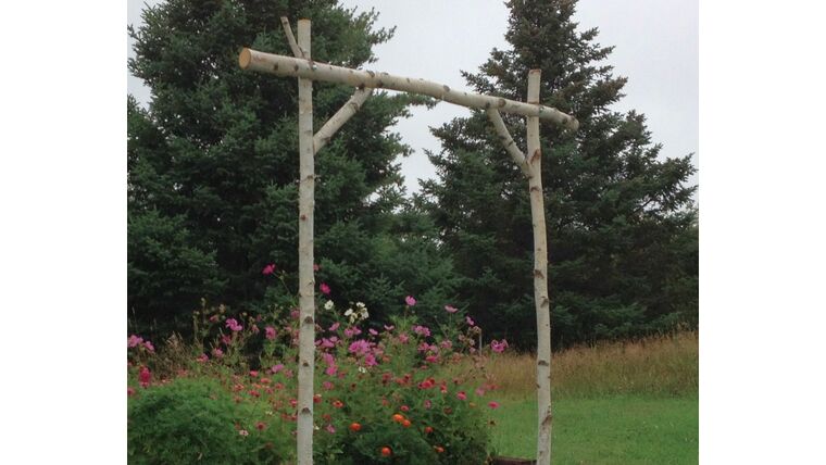 Birch Wedding Arch